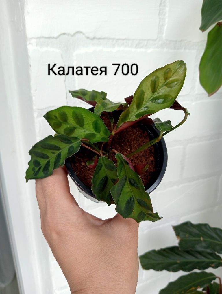 Шеффлера, бегония