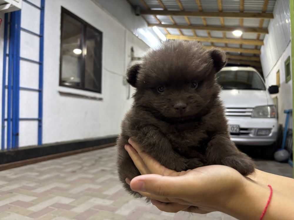 продам собаку шпиц