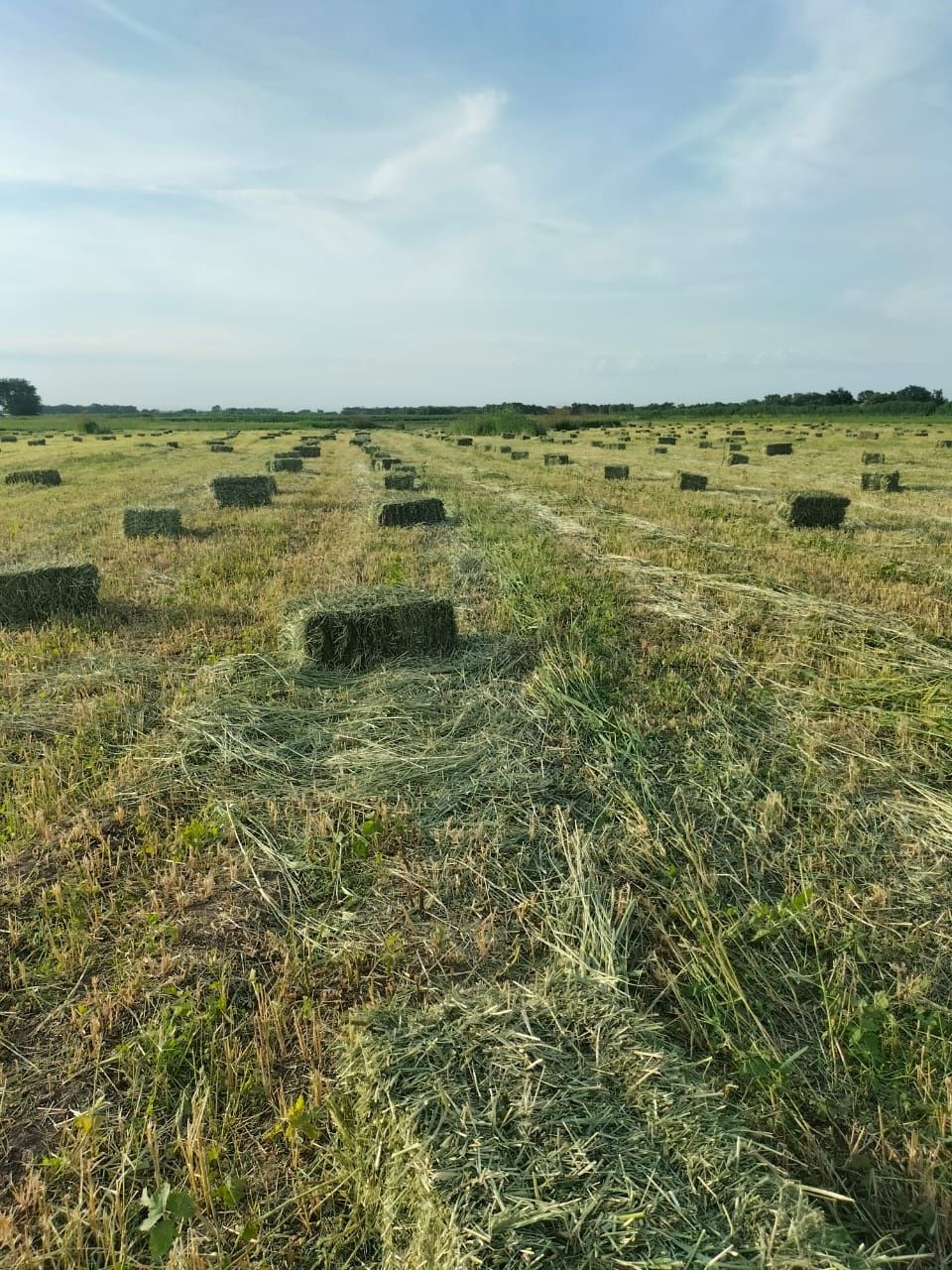 Продам сено клевер