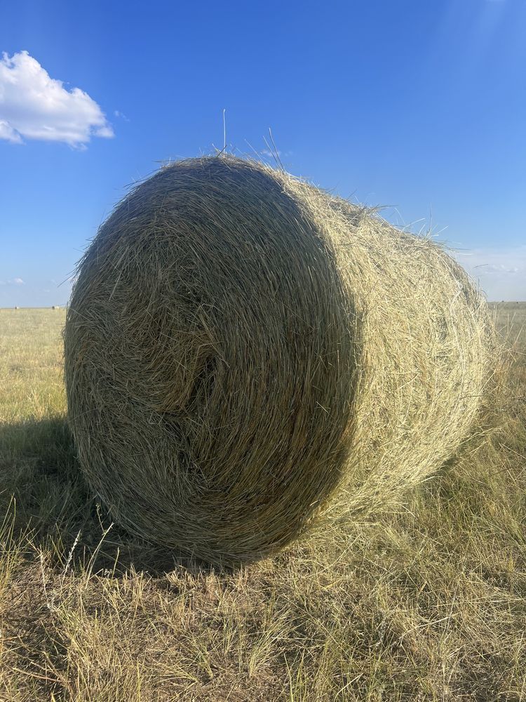 Продам сено в рулонах прошлогоднее