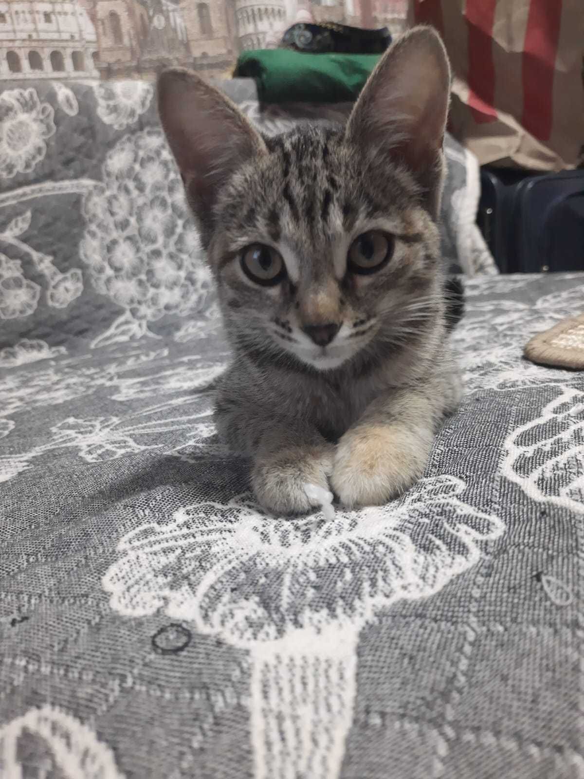 Кошечка срочно ищет дом