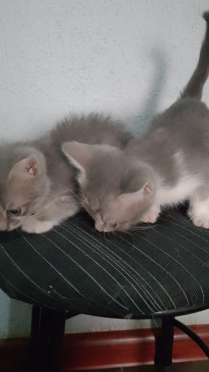Отдам добрые руки