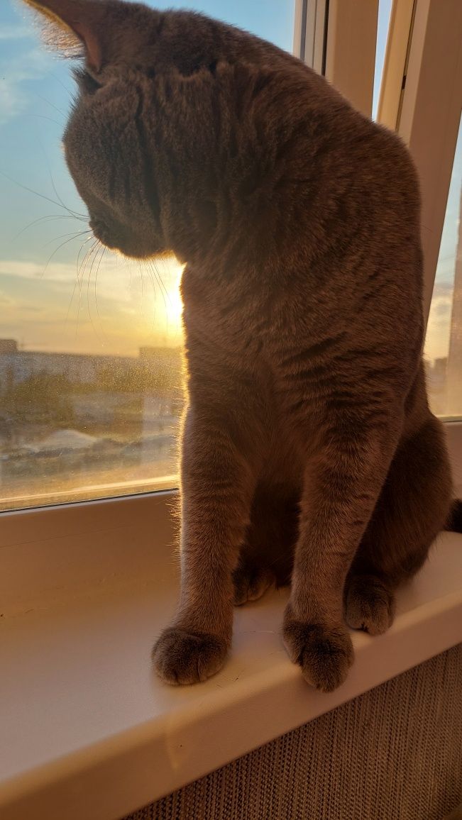 Кот для вязки британец