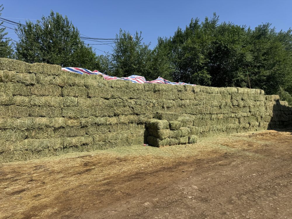 Жоңышқа 1600тг екінші шабыс.