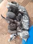 Отдам котят даром.