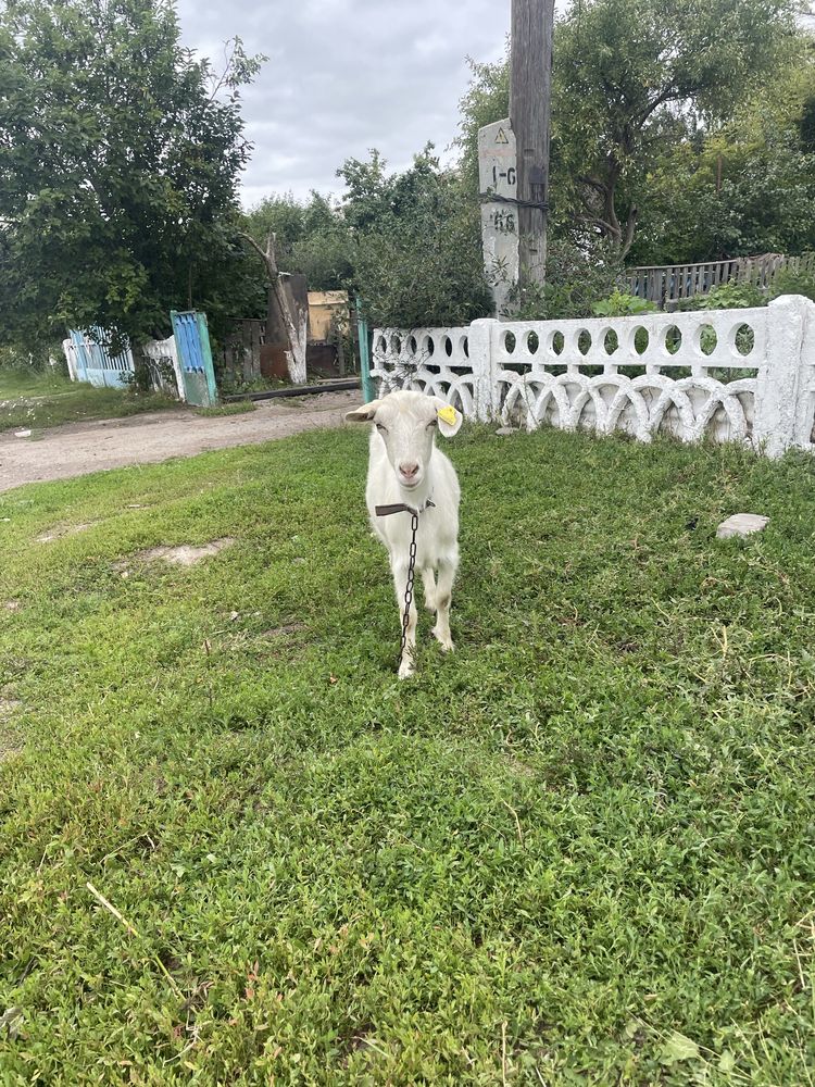 Продам баранов и коз