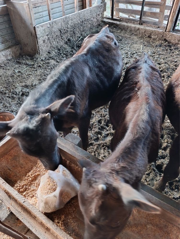 Продам бычков