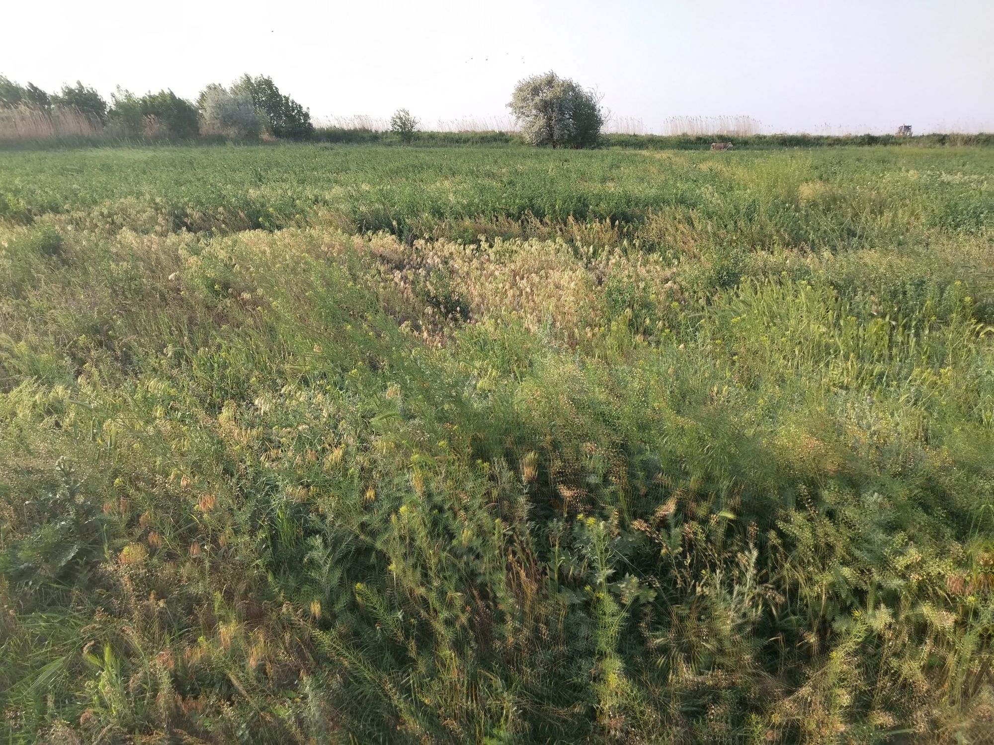 Срочно продам фазенду