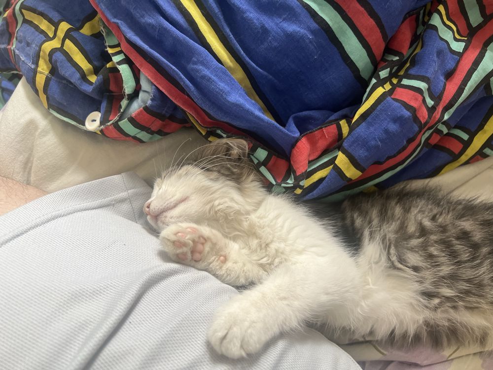 Котенок отдам в хорошие руки