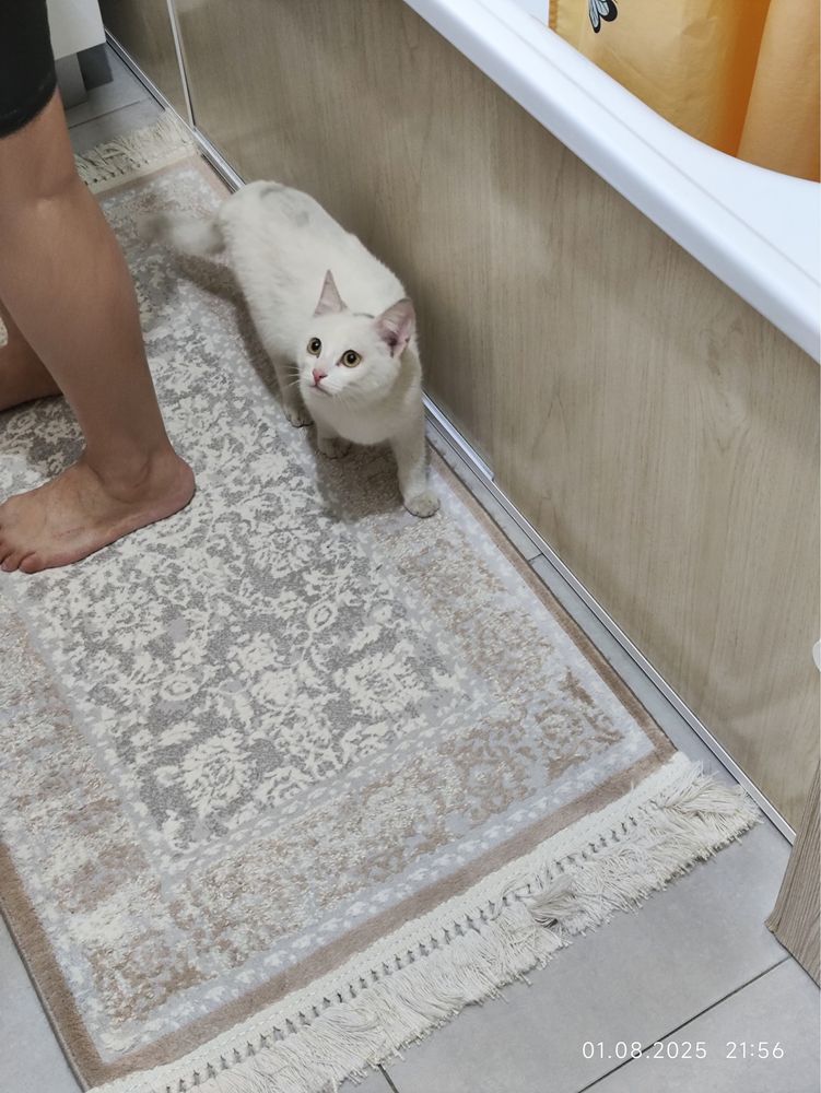 Котенок ищет дом