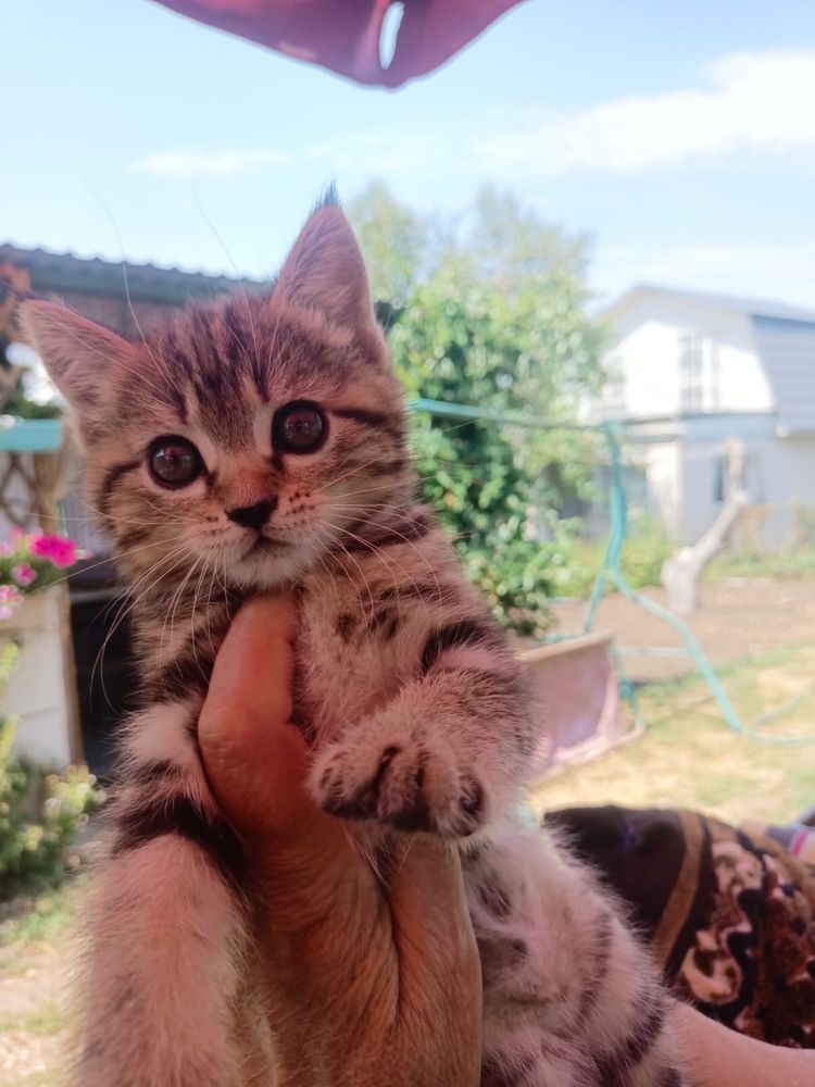 Отдам котенка в хорошие руки