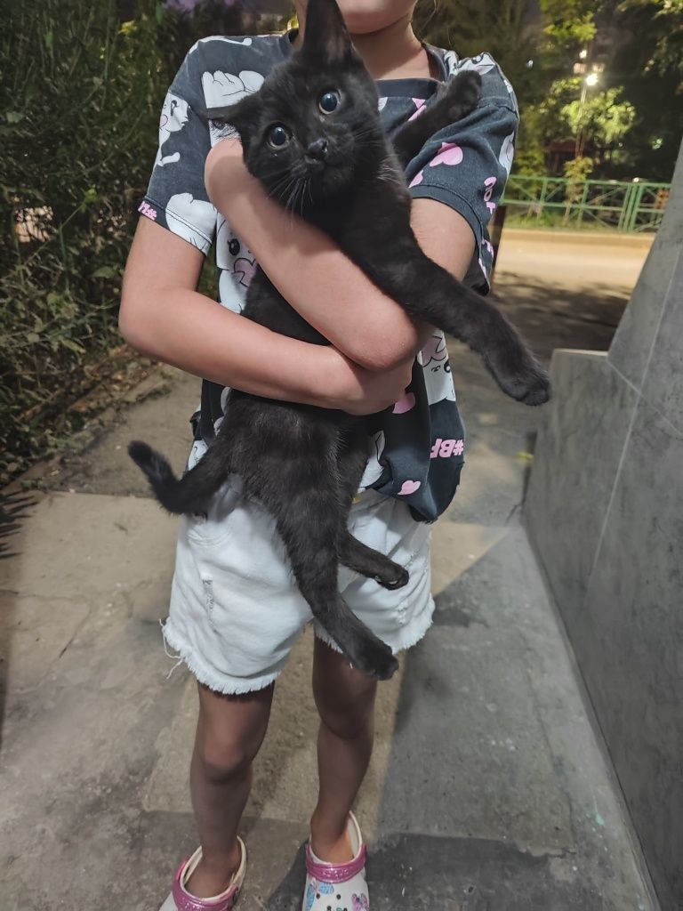 Котенок к хорошим людям