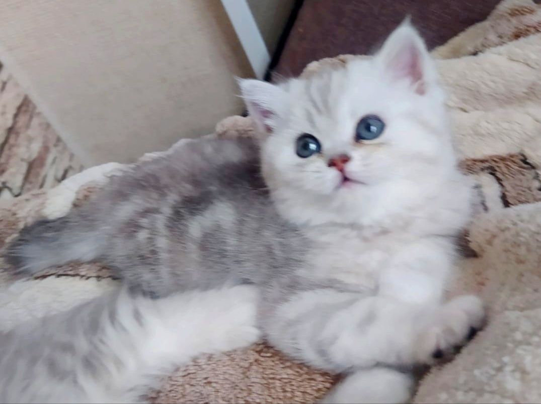 Шотландские котята