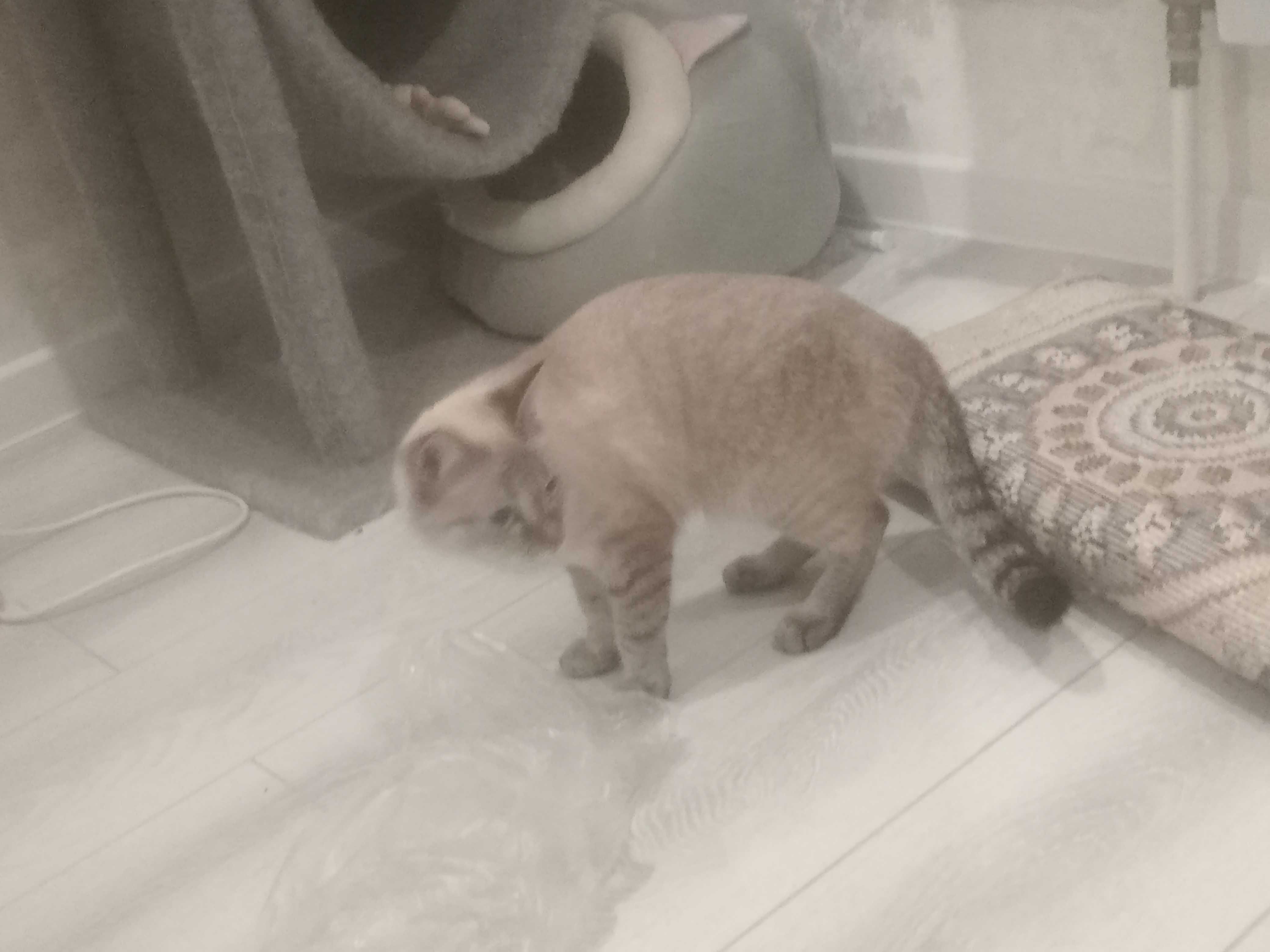 Кошка породистая