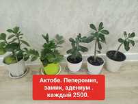 Цветы пеперомия , оленьи рога, аденум