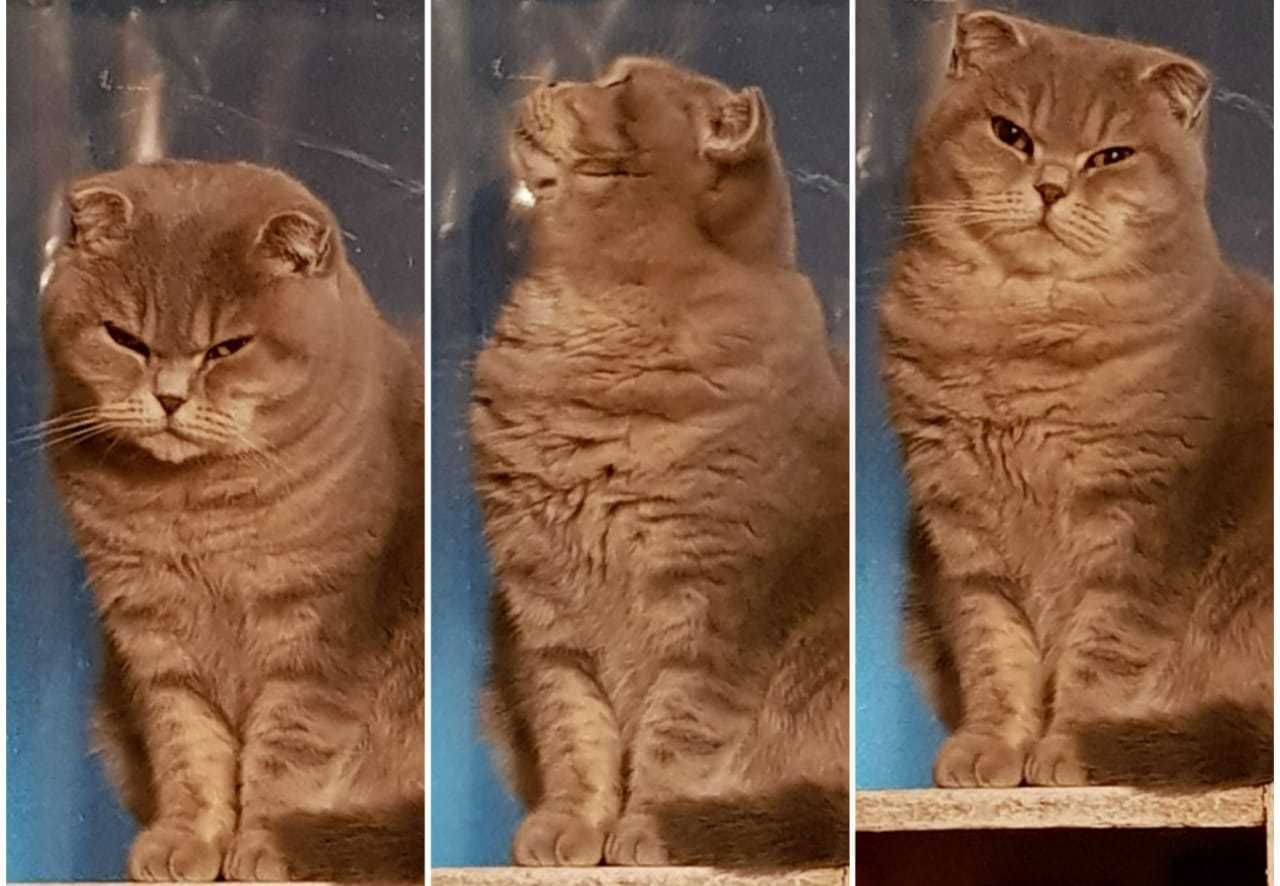 Шотландская вислоухая кошка - ско́ттиш-фолд (Scottish Fold)  МОТЯ