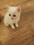 Чисто белый котенок мальчик