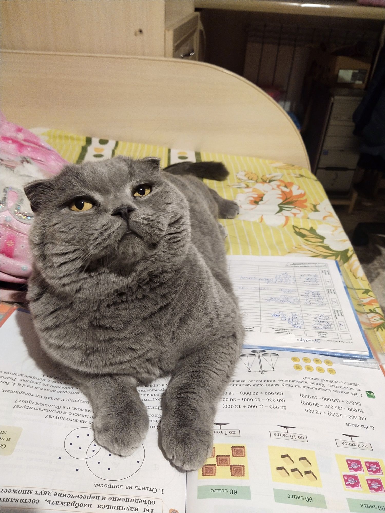 Отдам кота в хорошие руки