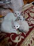 Кошки отдам даром