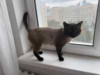 Отдам кота в добрые руки