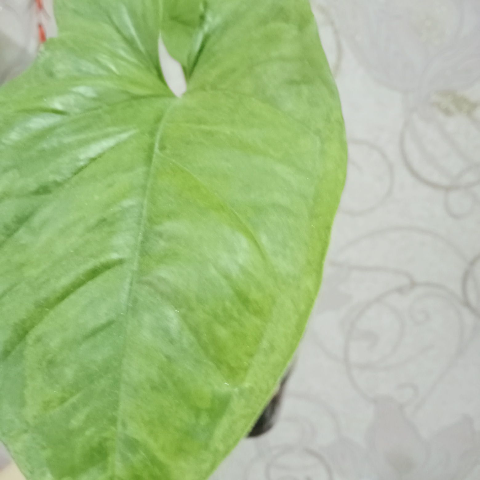 Продам комнатные цветы