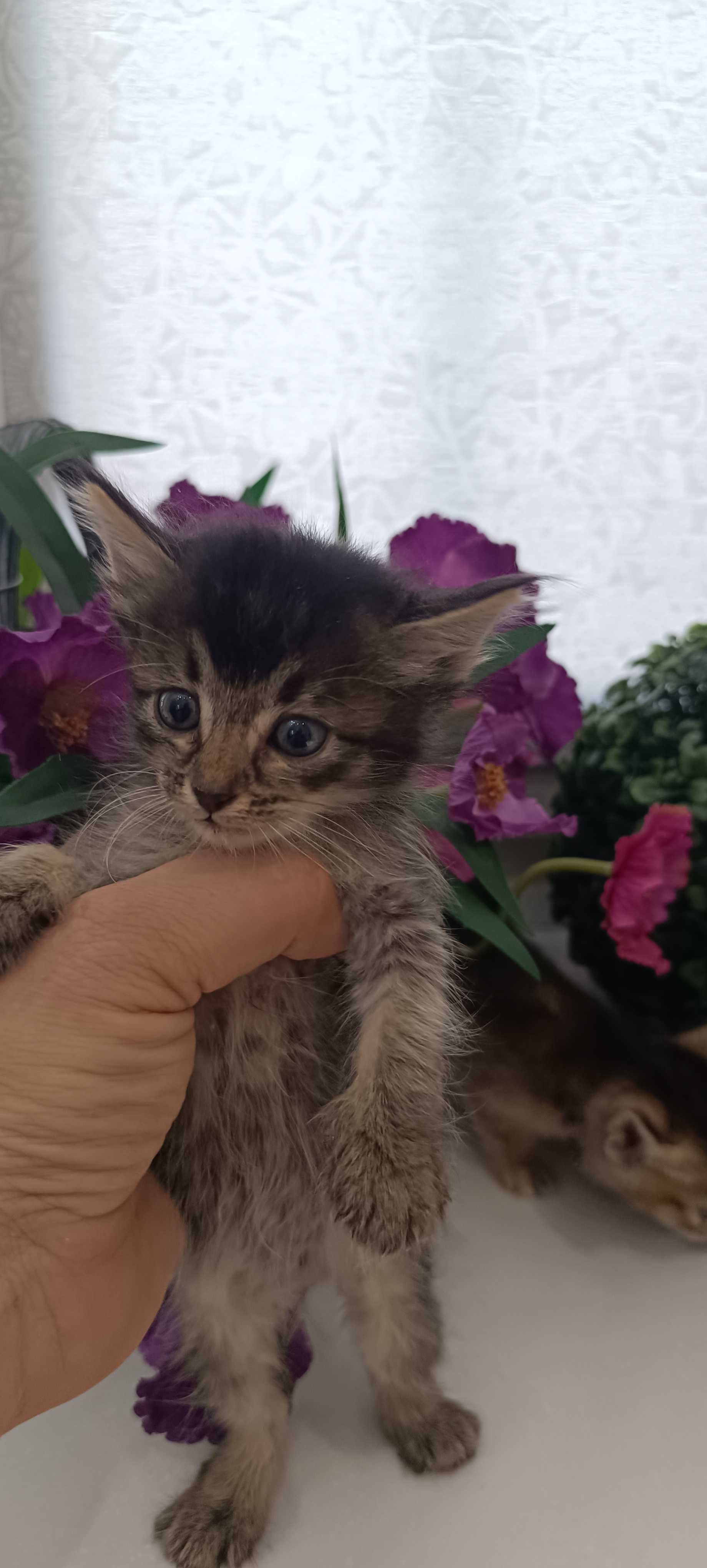 Чаузи котята, метисы.