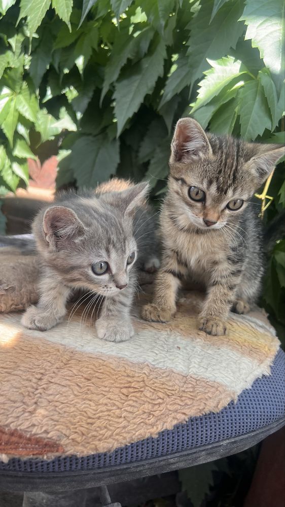 Отдам 2 котят ,девочки