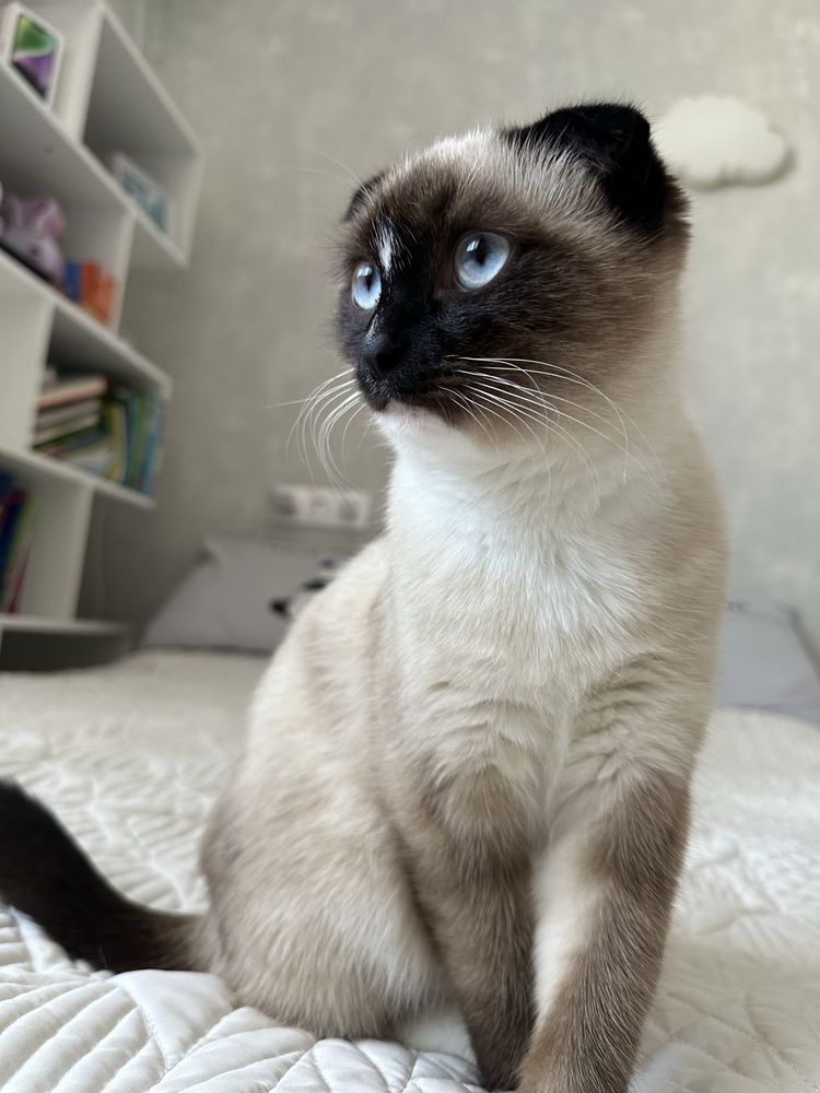 Отдам в добрые руки кошечку