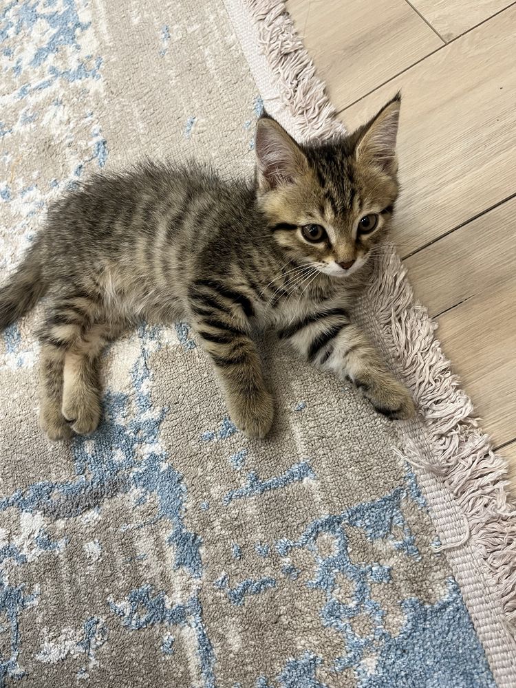 Кот  , отдам котенка хорошие руки