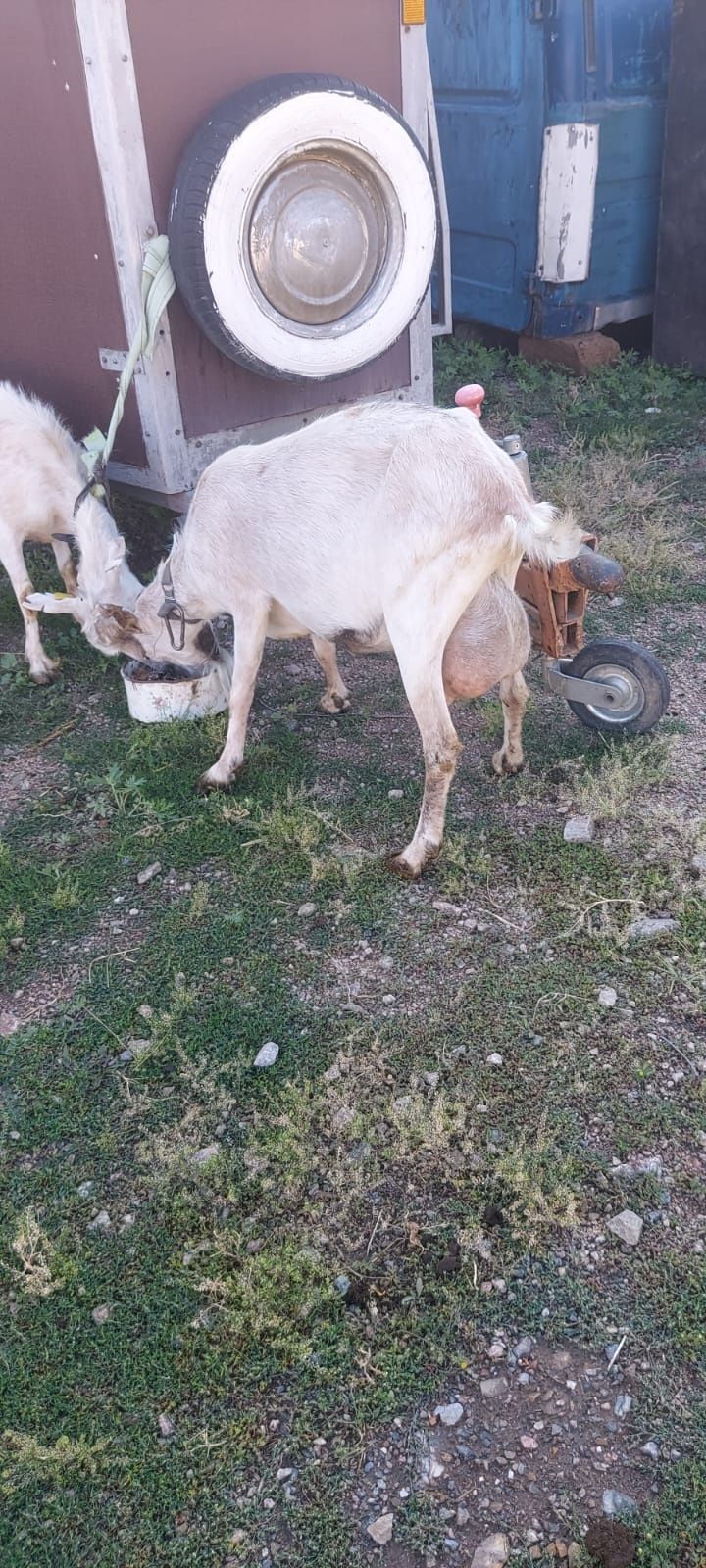 Продам коз овец. Торг
