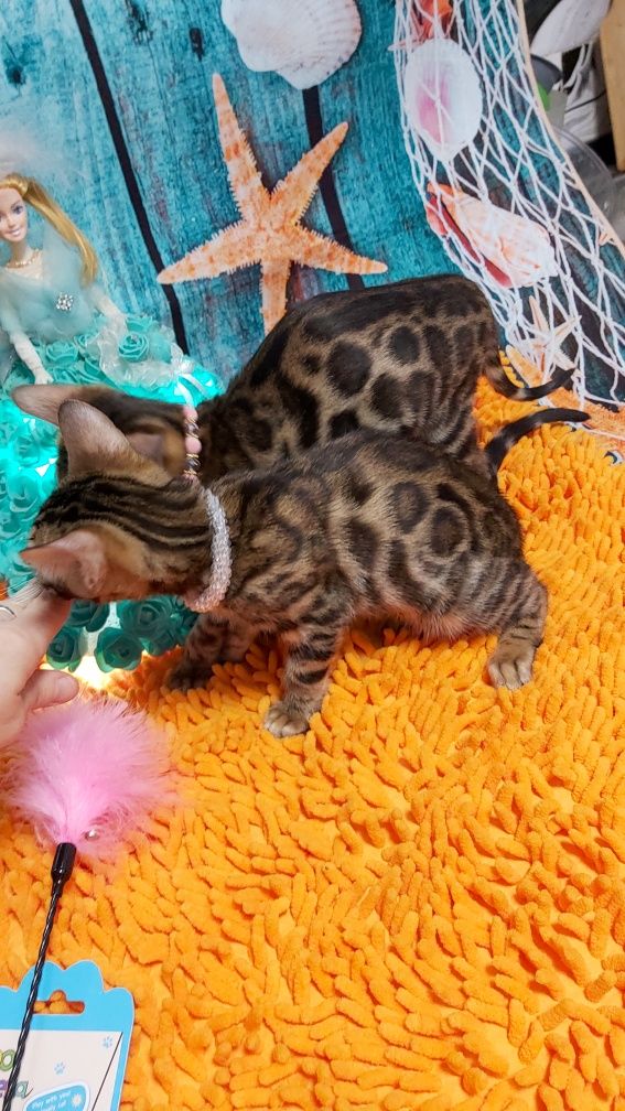 Продаю БЕНГАЛЬСКИХ котят