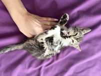 Котенок даром, маленький и ласковый