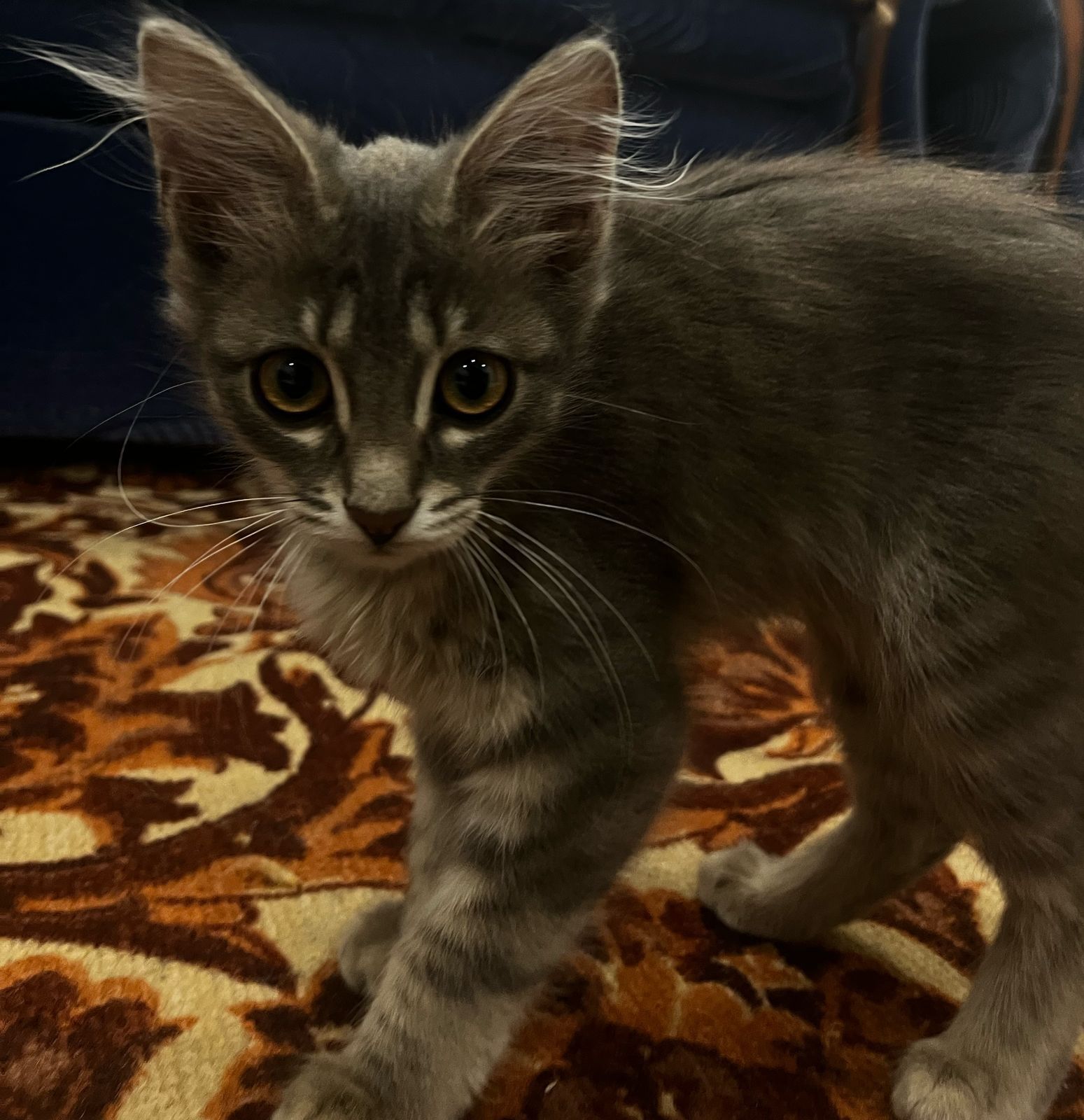 Котята бесплатно