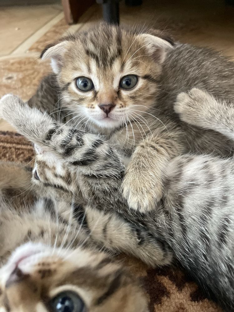Отдам красивых котят