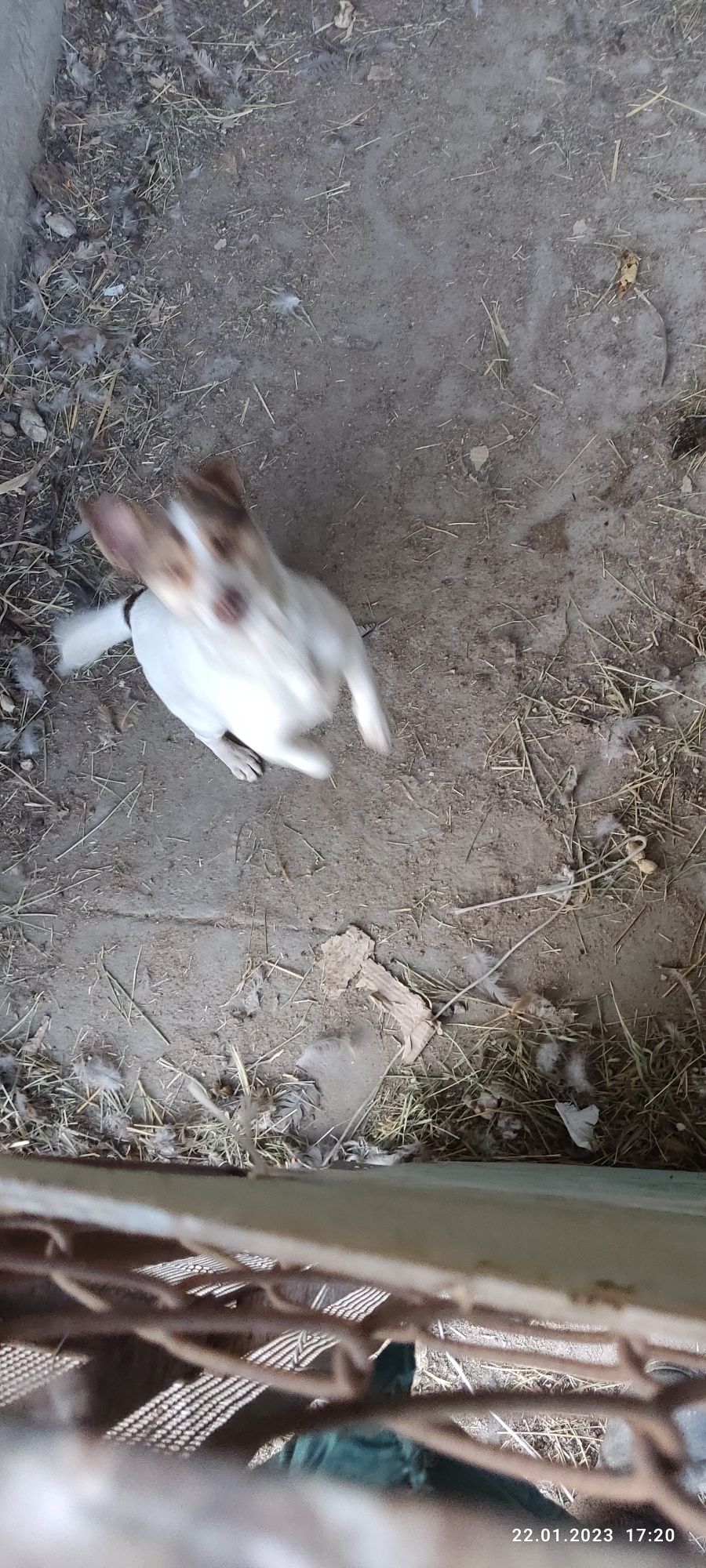 Вязка Джек Рассел
