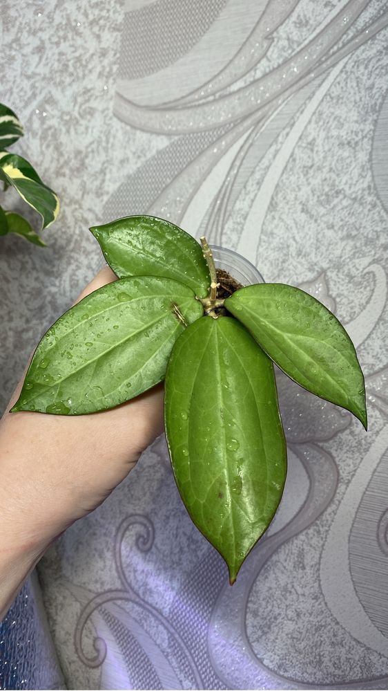 Комнатные цветы черенки