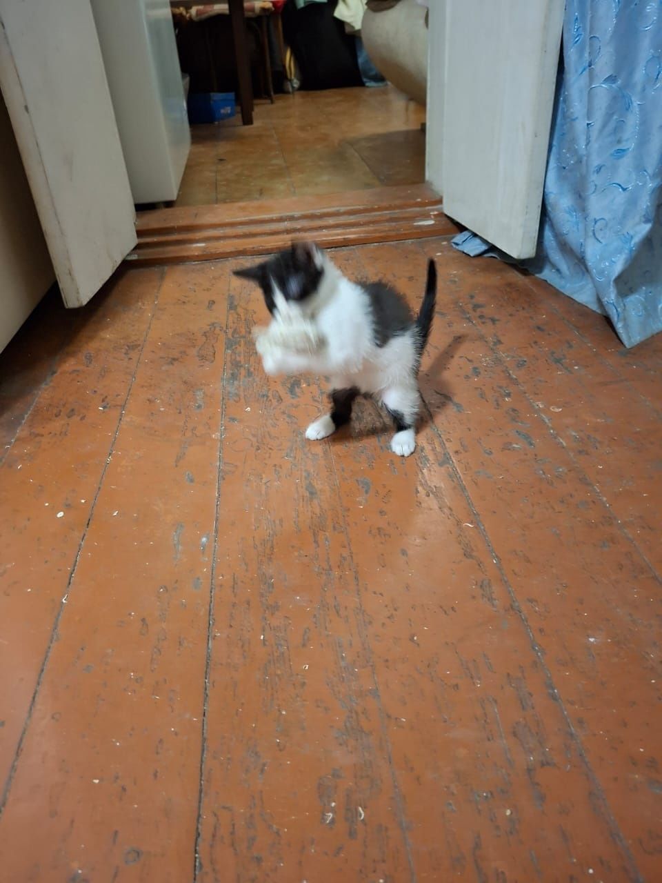 Котёнок бесплатно