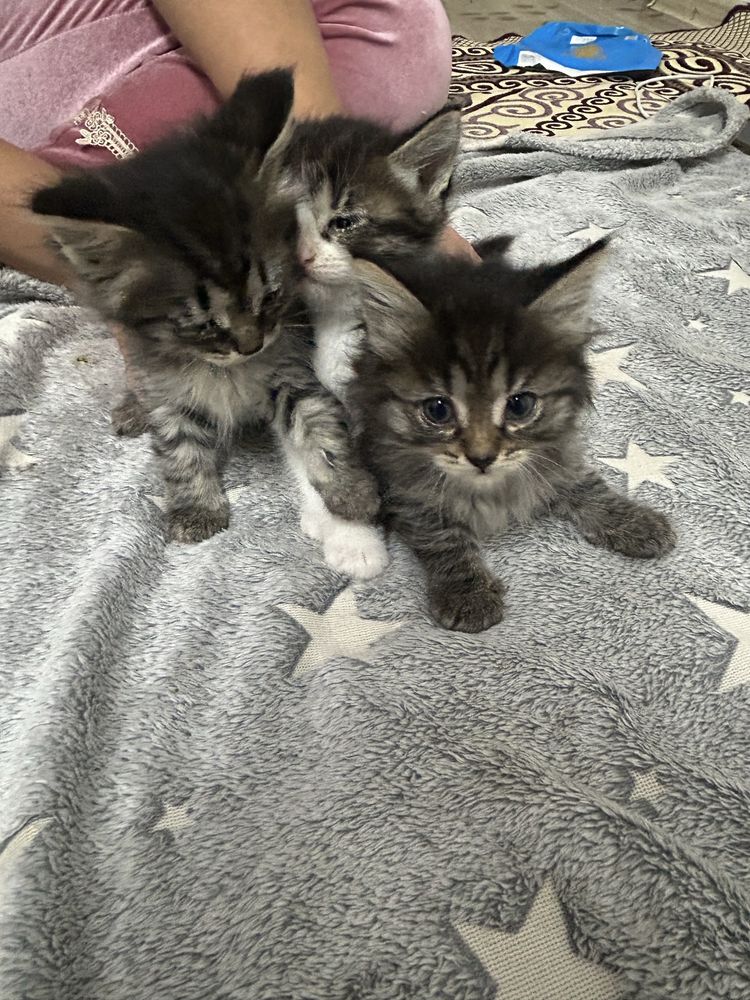 Отдам котят в добрые руки БЕСПЛАТНО!