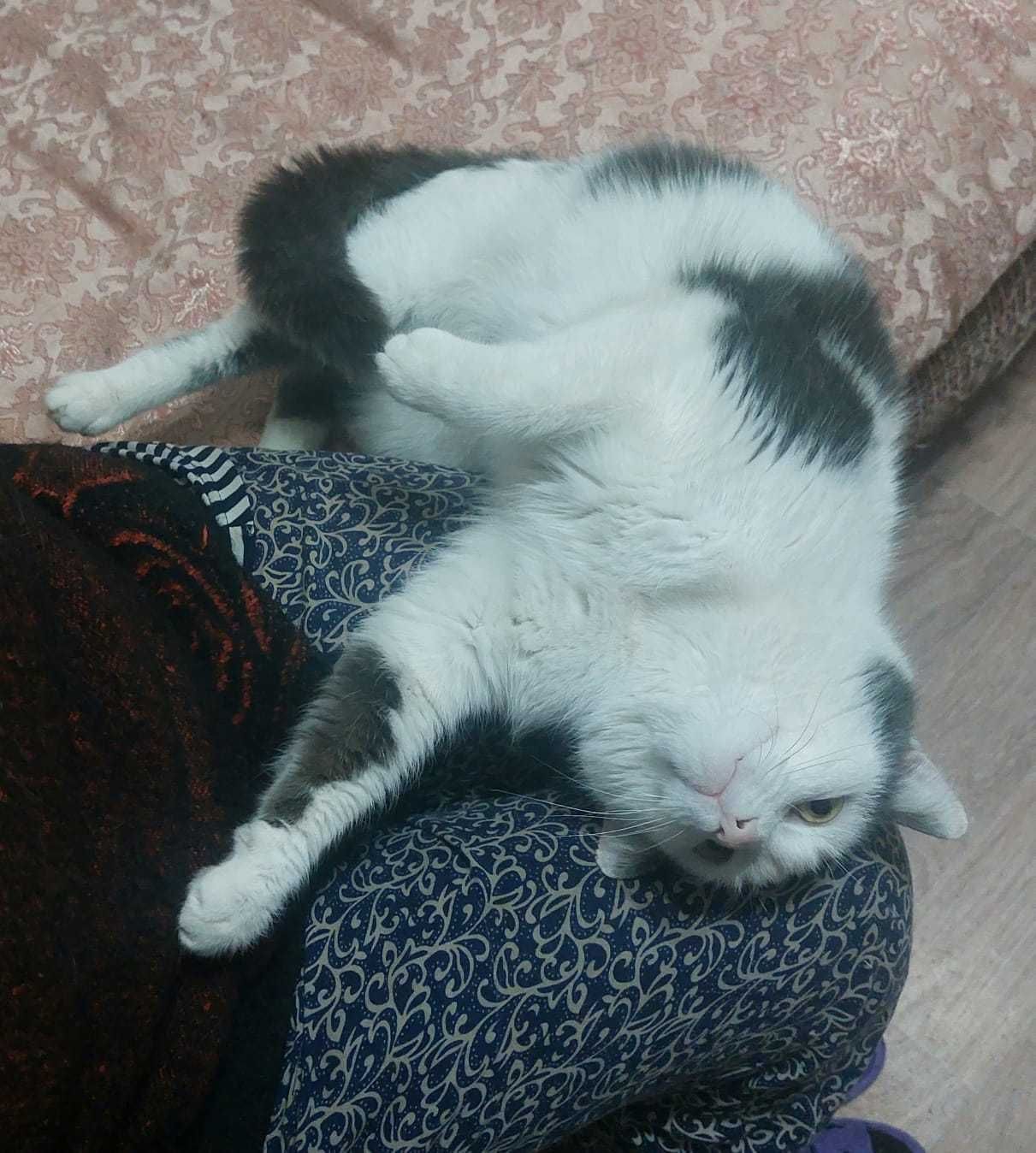 Кот Янис в ответственные руки