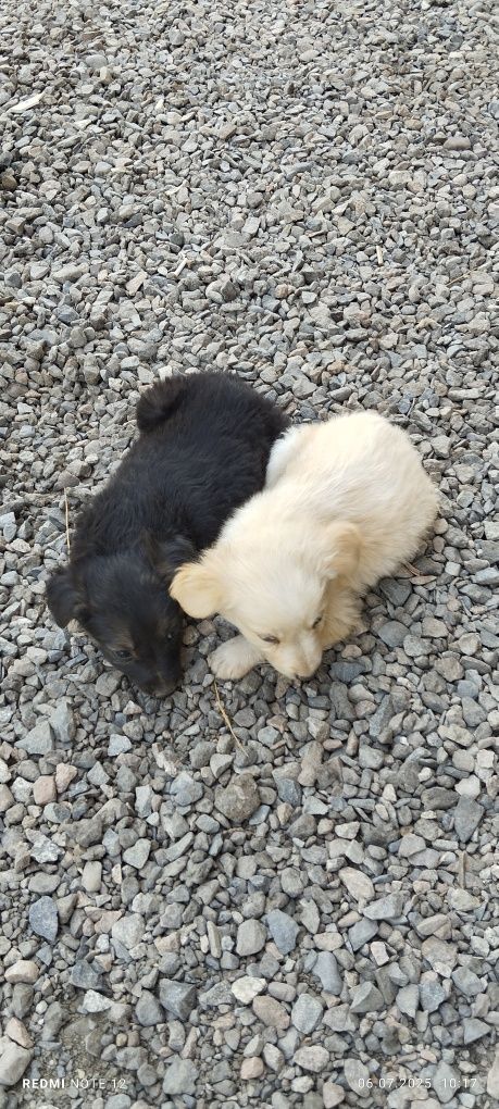 Срочно дом маленьким щенкам