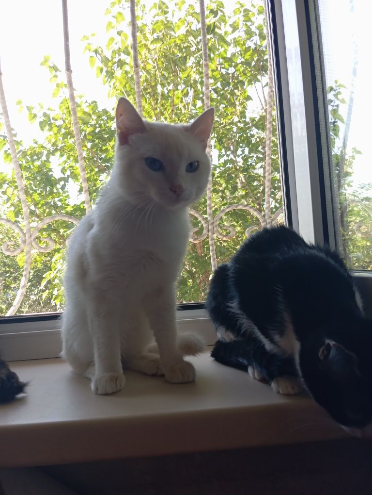 Котята , коты и кошки
