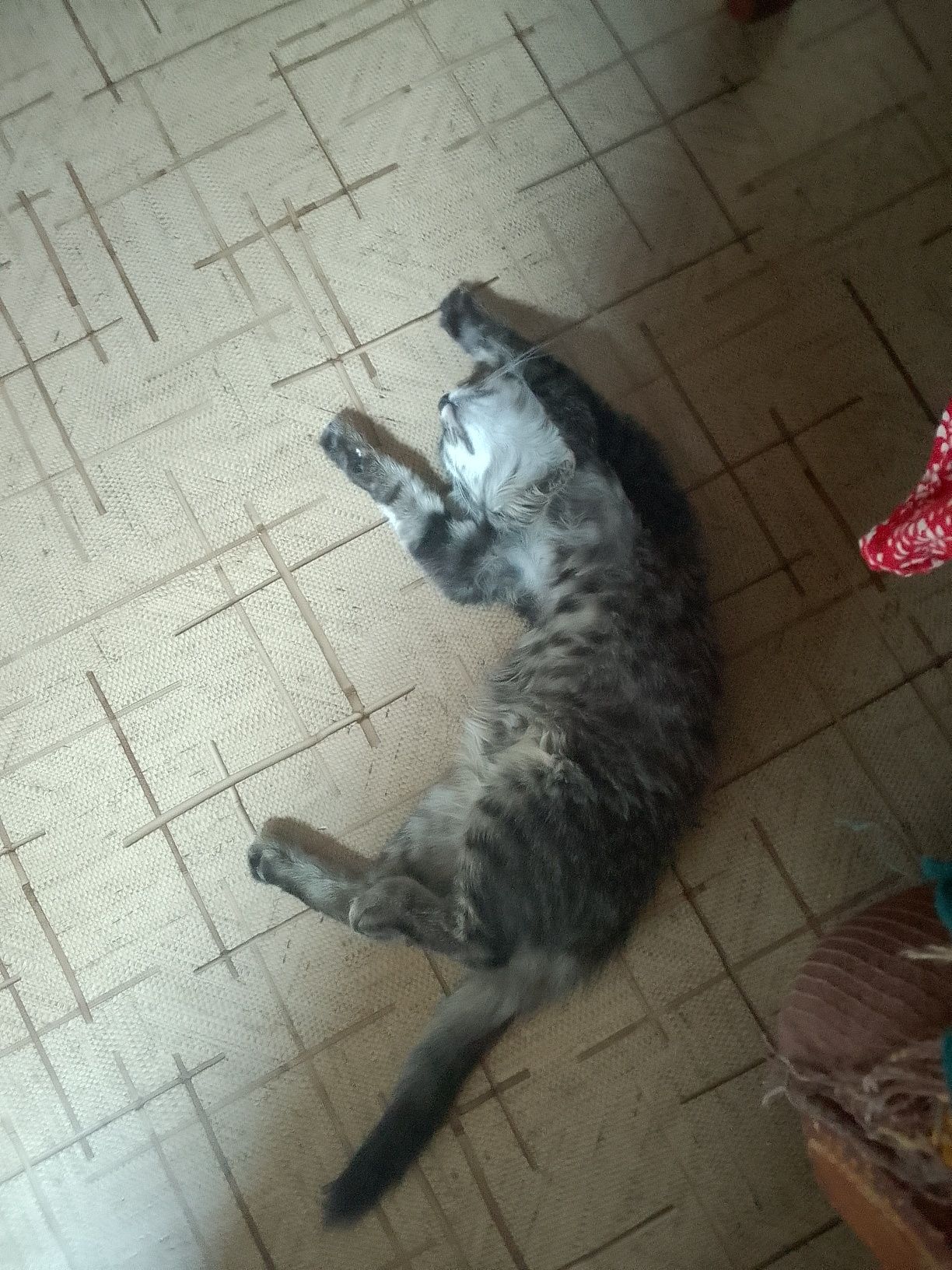 Котенок Маркиза)