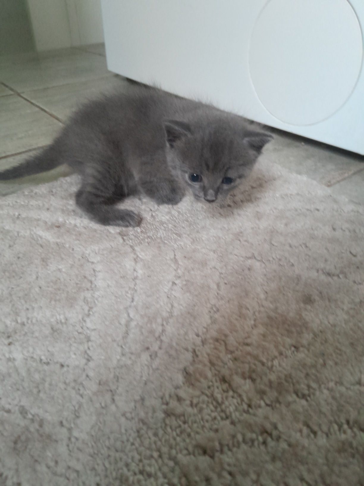 Отдам котят даром