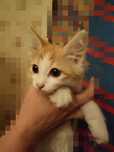 отдам котёнка в хорошие руки мальчик