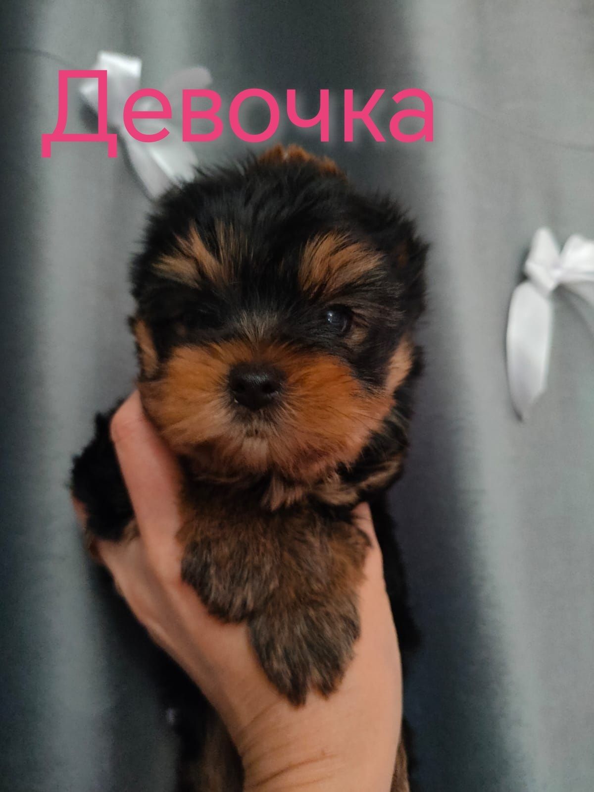 Щенки йоркширского терьера