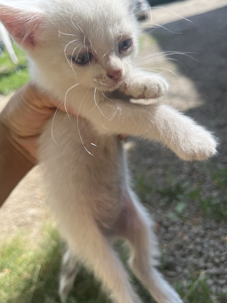 Отдам в добрые руки котят