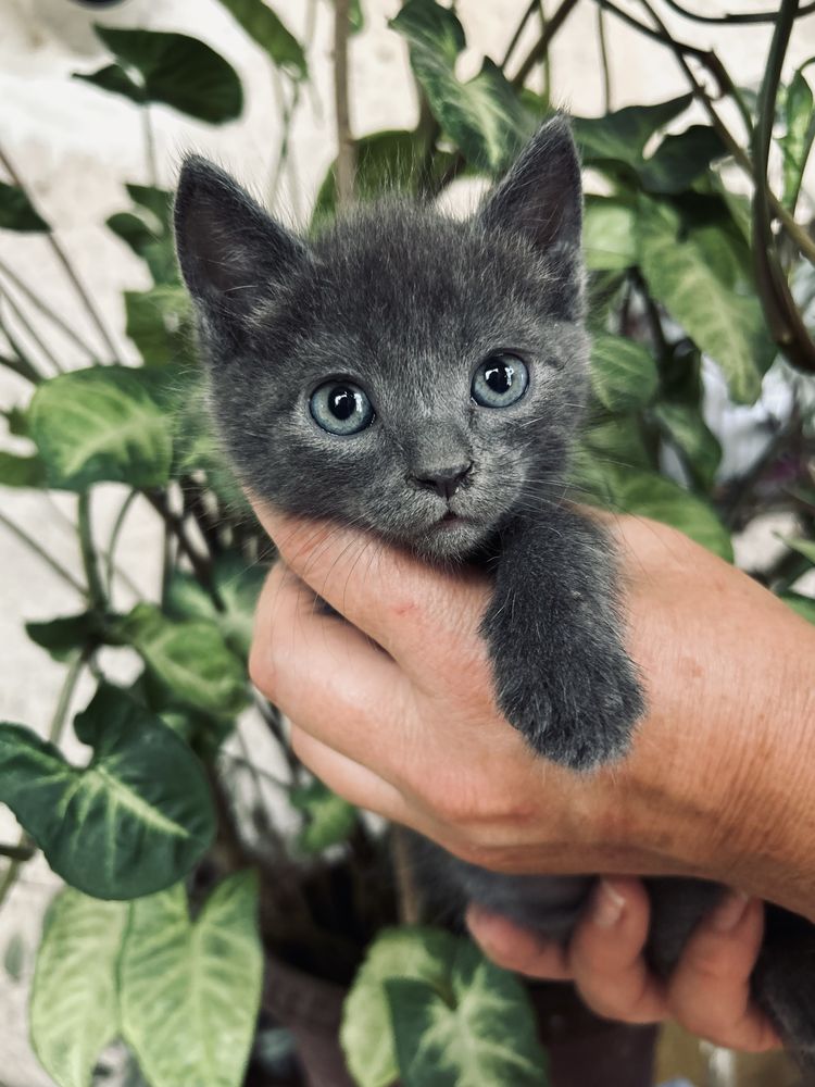 Отдам котят бесплатно