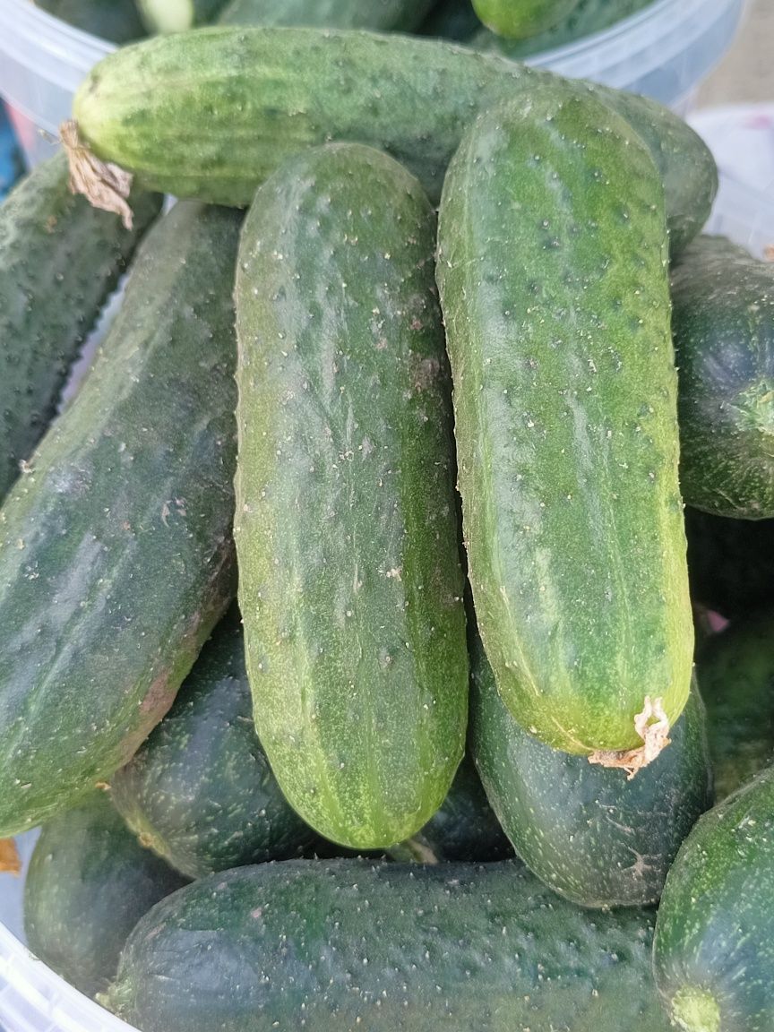 Огурцы корнишоны