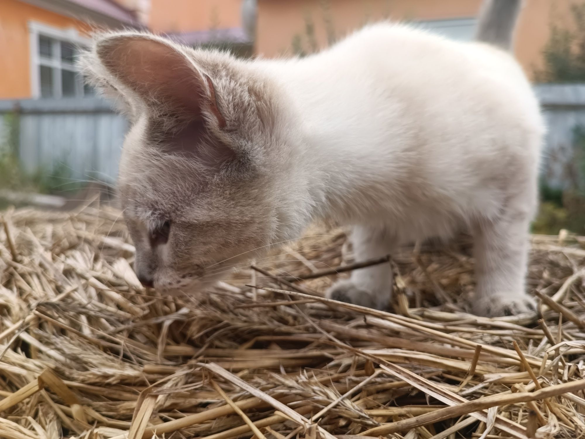 Котенок кошечка к любящим людям