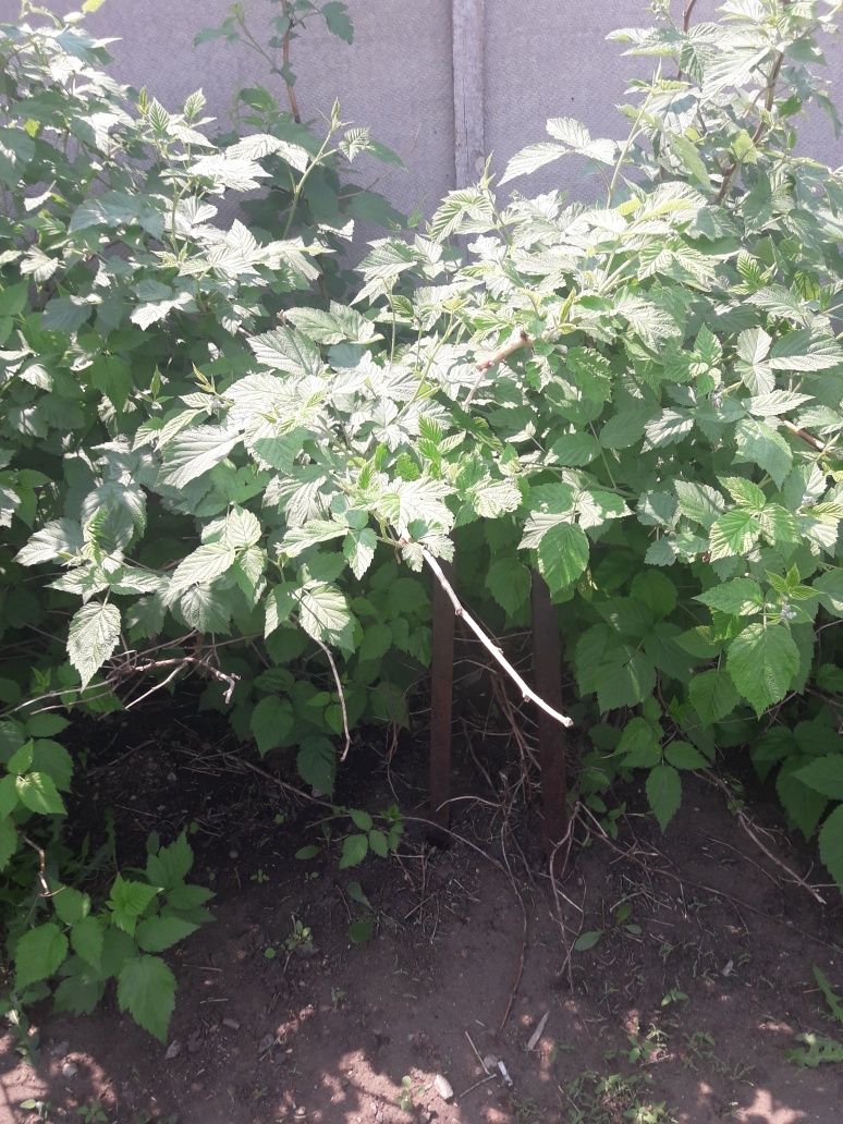 Продам саженцы: малина многоразовая, облепиха. 300тнг.
